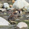 夫婦で水浴び