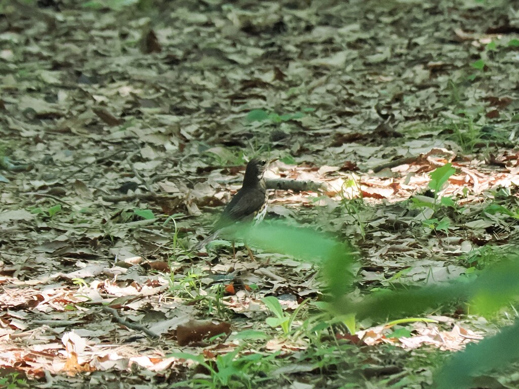 ひょっこりクロちゃん