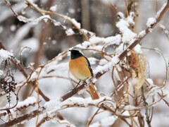 最後の雪コラボ