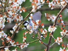 桜の舞