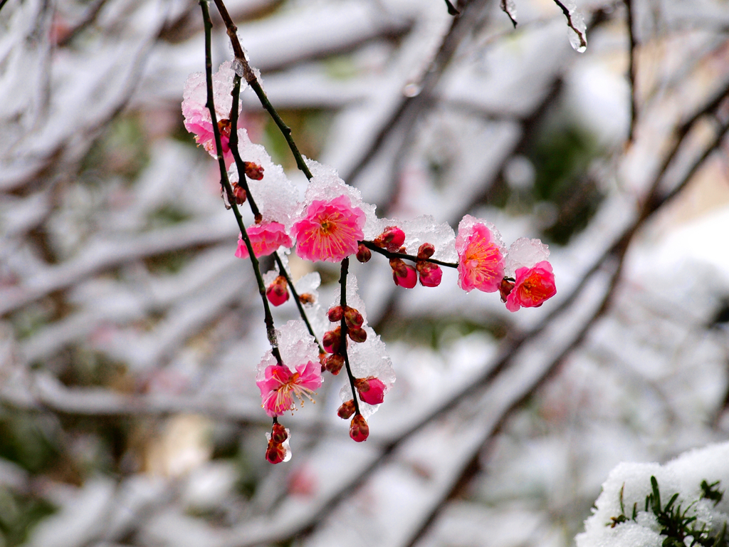 淡雪