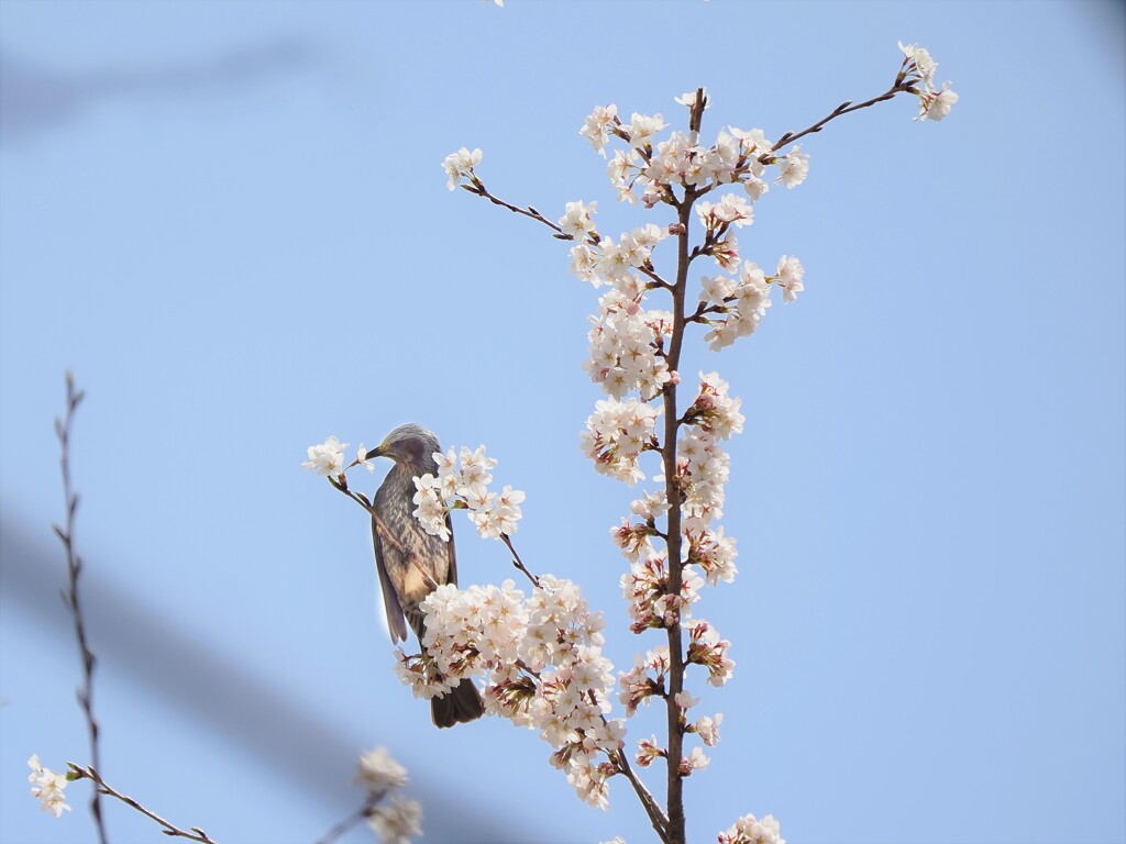 チューチュー