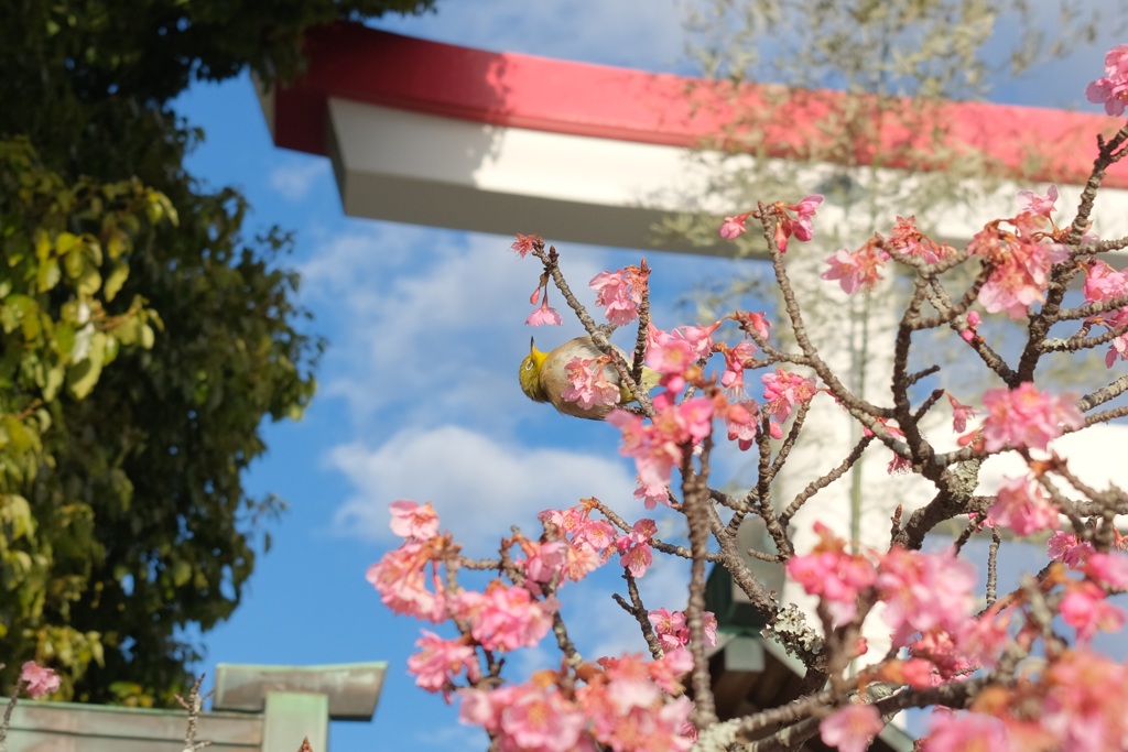 河津桜とメジロ