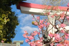 河津桜とメジロ