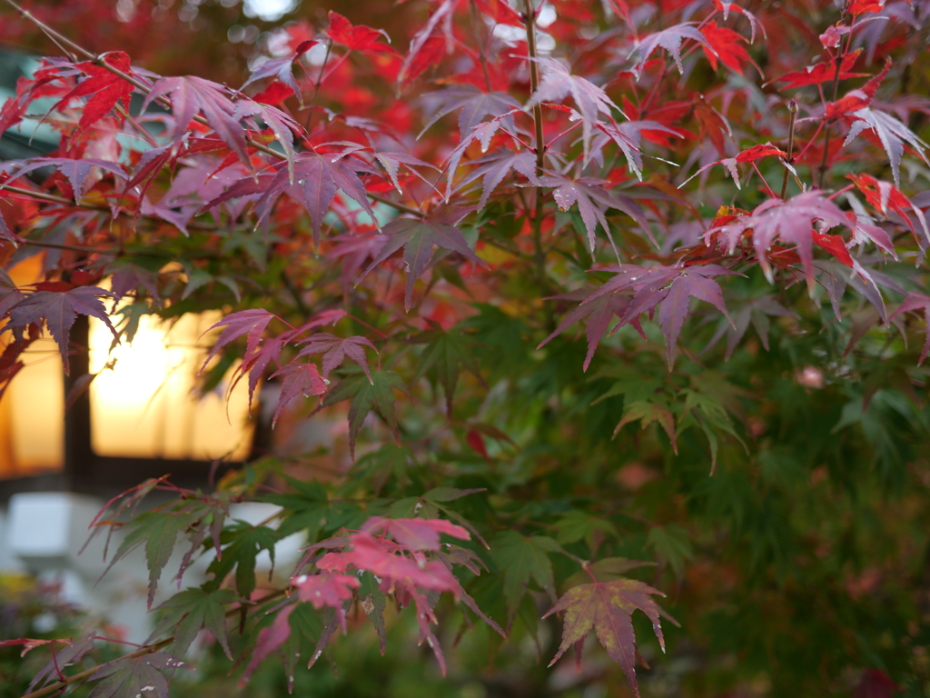 近所の神社の紅葉の木。