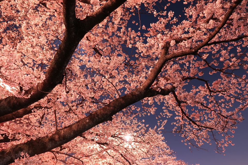 夜桜