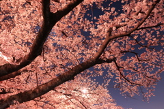 夜桜