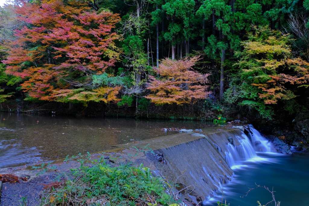 紅葉