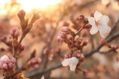 夕桜