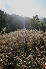 朝