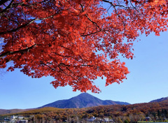 近景紅葉、遠景蓼科