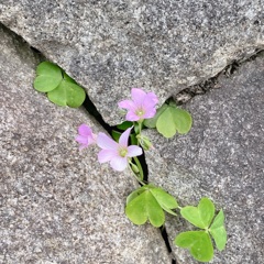 はな