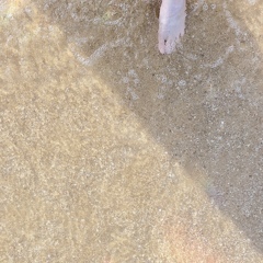 海