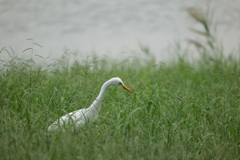 ダイサギ＠東京港野鳥公園