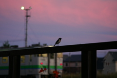 夕暮れどき列車とともにノビタキ