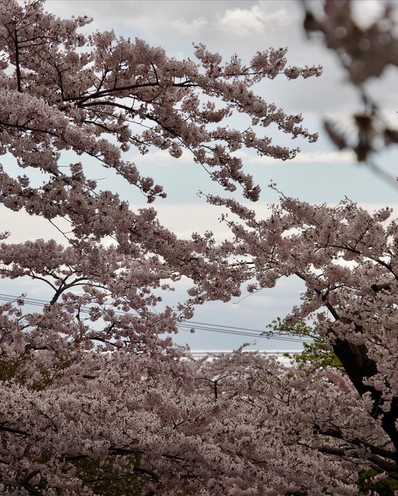 桜と海