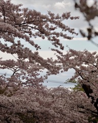 桜と海