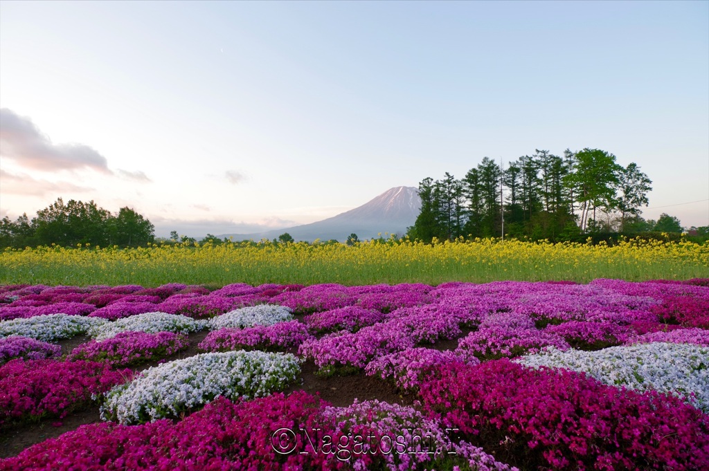 芝桜と菜の花と羊蹄山