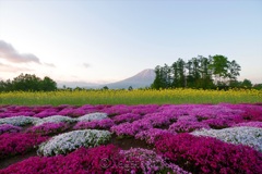 芝桜と菜の花と羊蹄山
