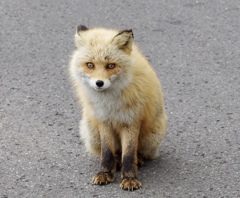 キタキツネ