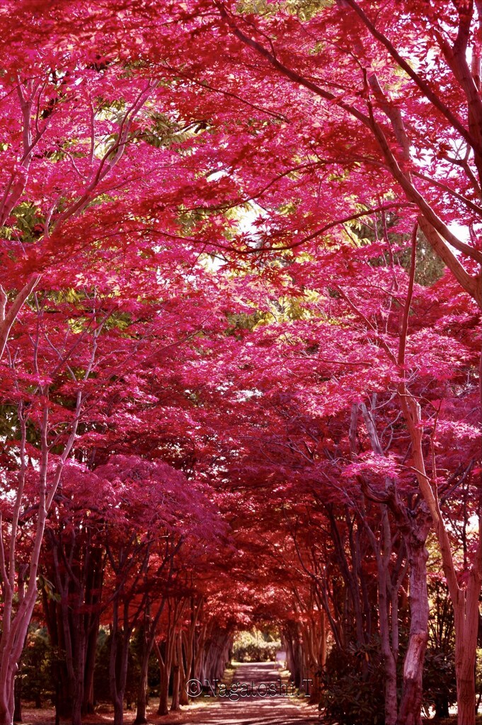 北海道の紅葉