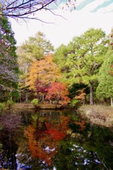 紅葉
