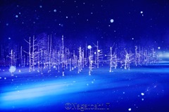 今年の青い池ライトアップ