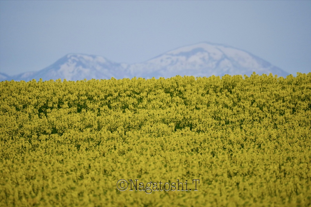 菜の花と雪山