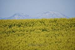 菜の花と雪山
