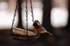 鳥の名前はわかりませんが