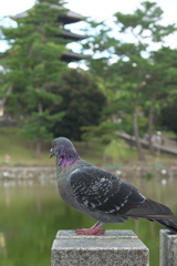 鳩