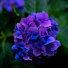 紫陽花