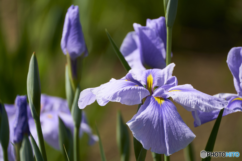 菖蒲