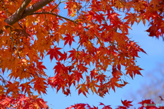 青空と紅葉