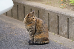 ノラちゃん