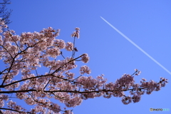 飛行機雲と桜