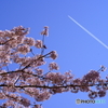 飛行機雲と桜