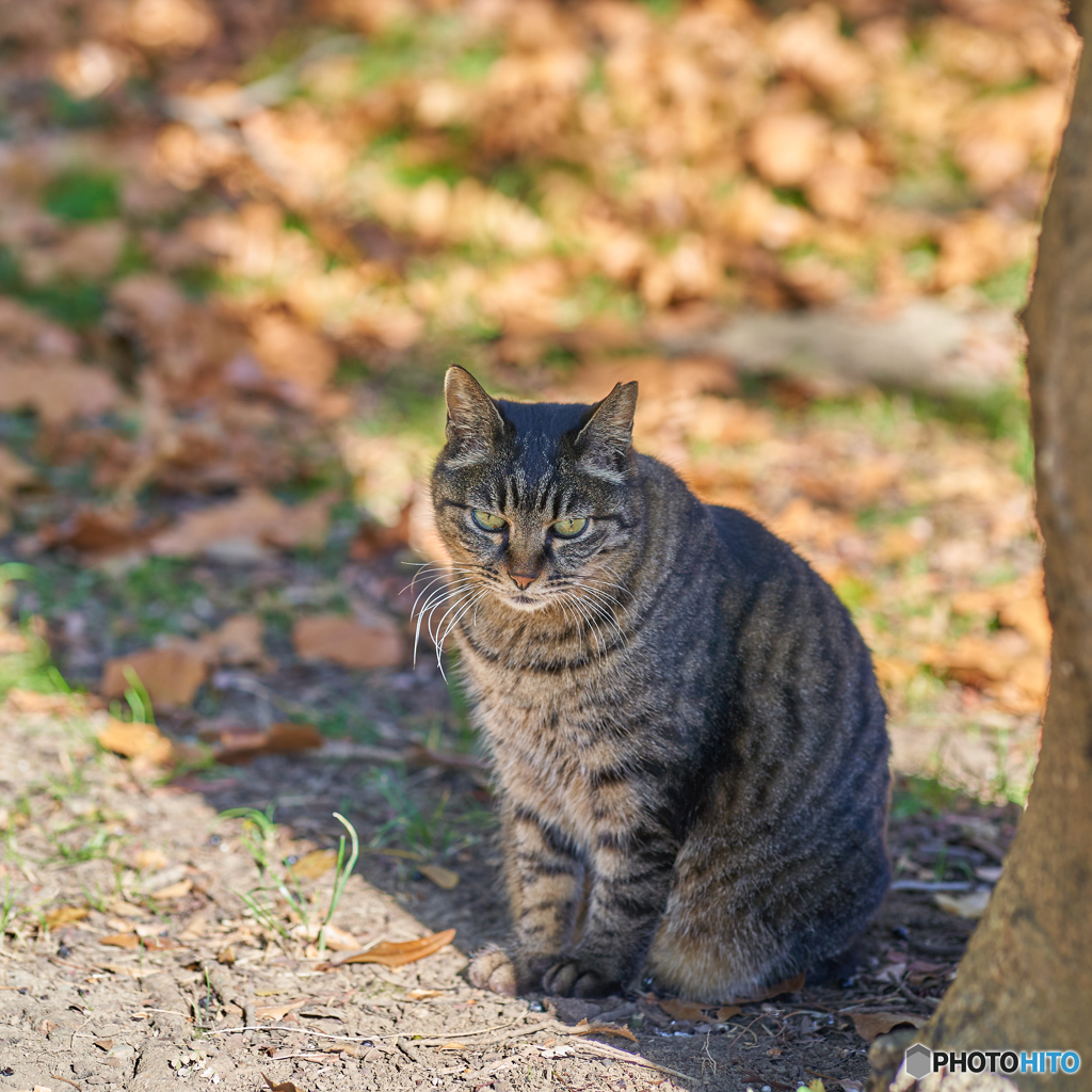 木陰で休むにゃんこ