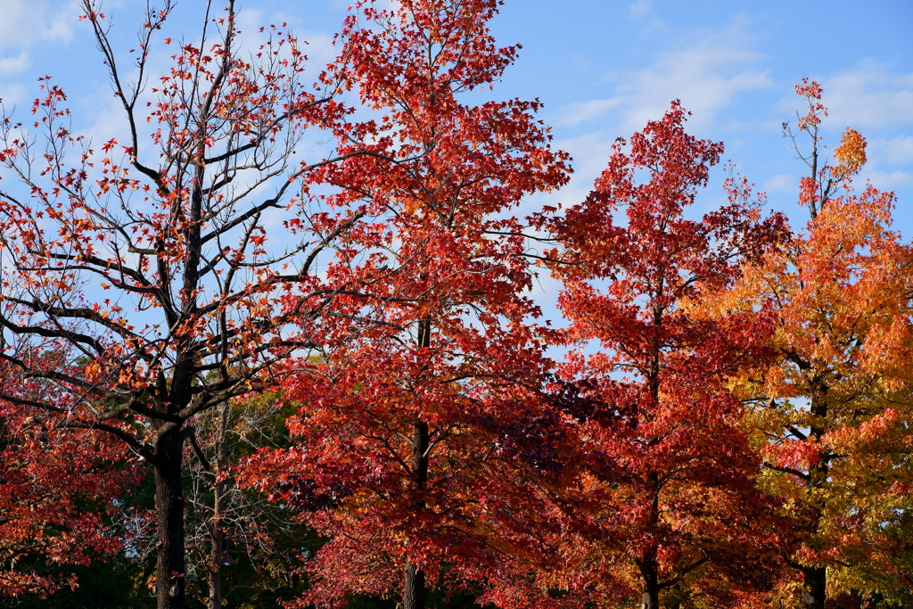 紅葉