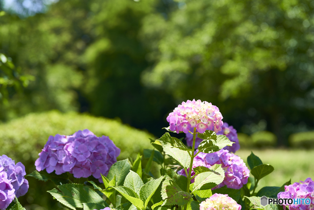 紫陽花