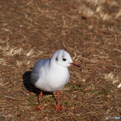 ユリカモメ
