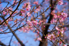 河津桜