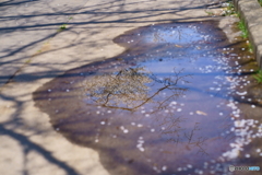 水溜りに桜