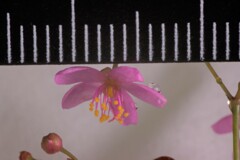 花の名前は知らない