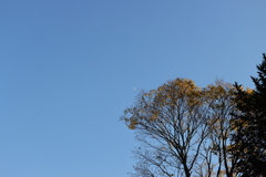 初冬の空