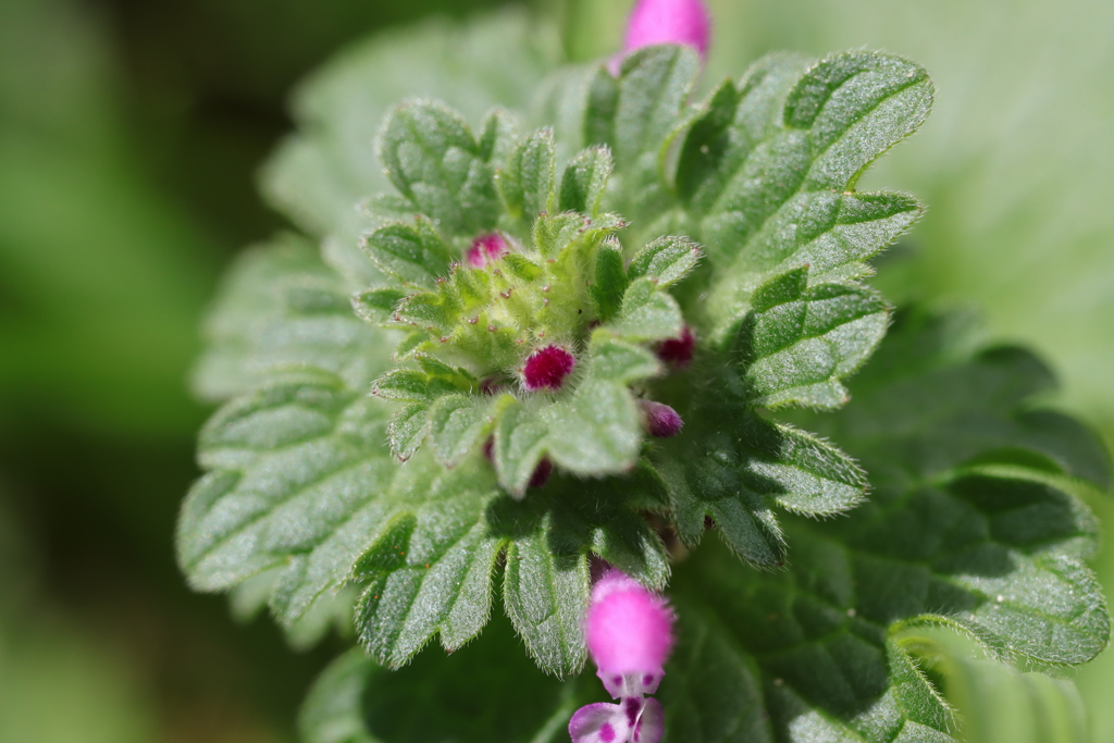 ホトケノザつぼみ