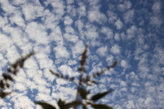 秋空