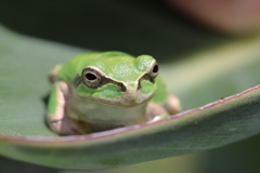 カエル