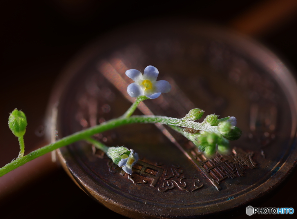 胡瓜草