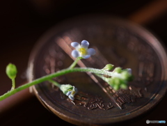 胡瓜草一枚